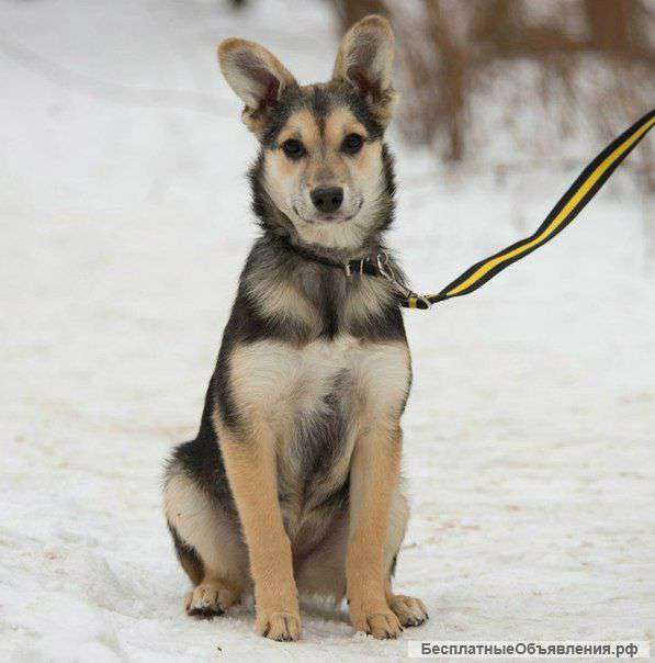 Буся в хорошие руки (щенок 6мес)