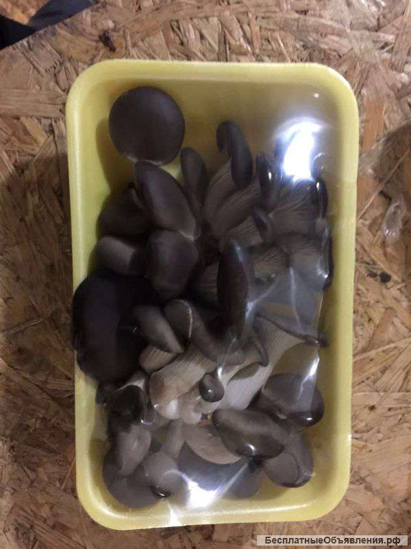Грибы вешенка