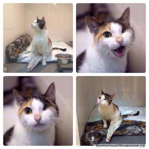 В хорошие руки добрая и ласковая кошечка Очень хочет дарить любовь