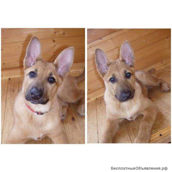 Невероятно-умная,добрая малышка в хорошие руки Она ждет Вас