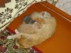 Маленькие котята