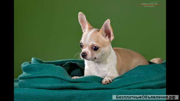 Красавец чихуахуа