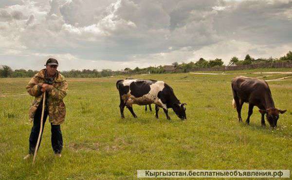 Требуется скотник
