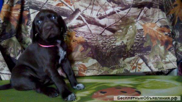 Щенки курцхаара от рабочих родителей