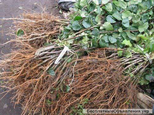 Високоякісні саджанці яблуні на підщепі