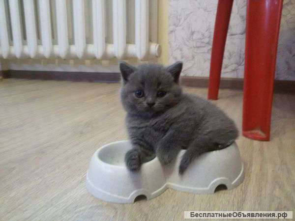 Британцы (Скоттиш-страйт)