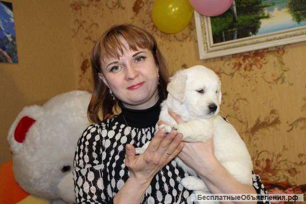 Щенки шоу класса золотистый ретривер