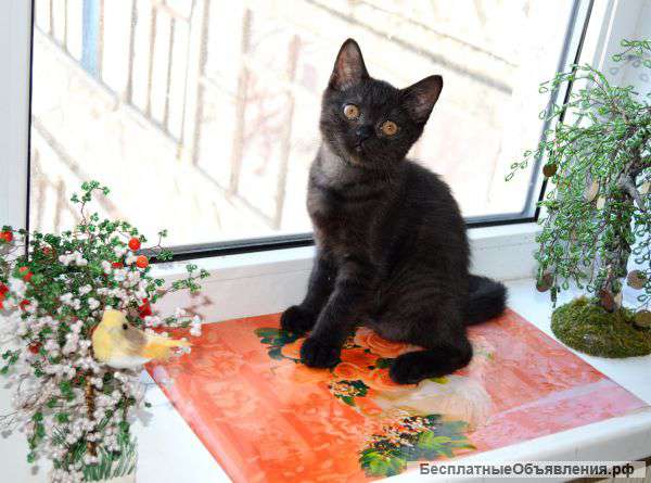 Кошечка ждет вас