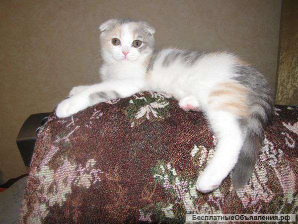 Шотландская кошечка