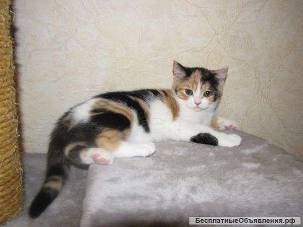 Котенок скоттиш страйт