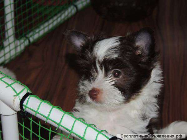 Щенки биверов