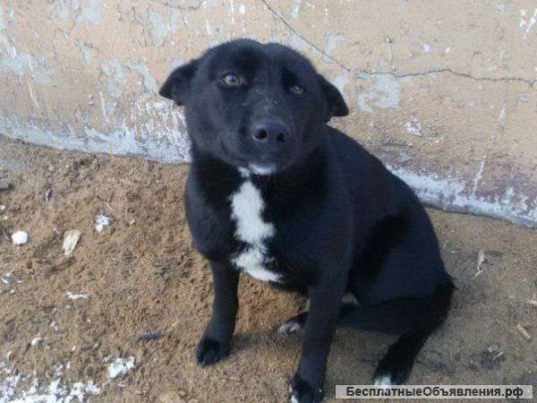 Очень нужен дом доброй и ласковой девочке