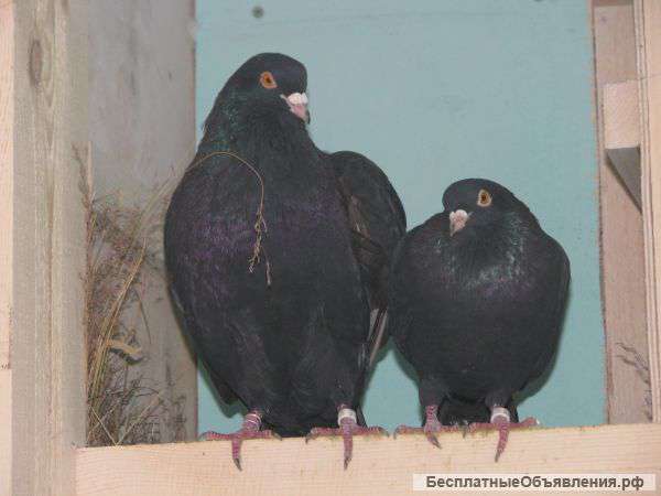 Пермские высоколетные голуби