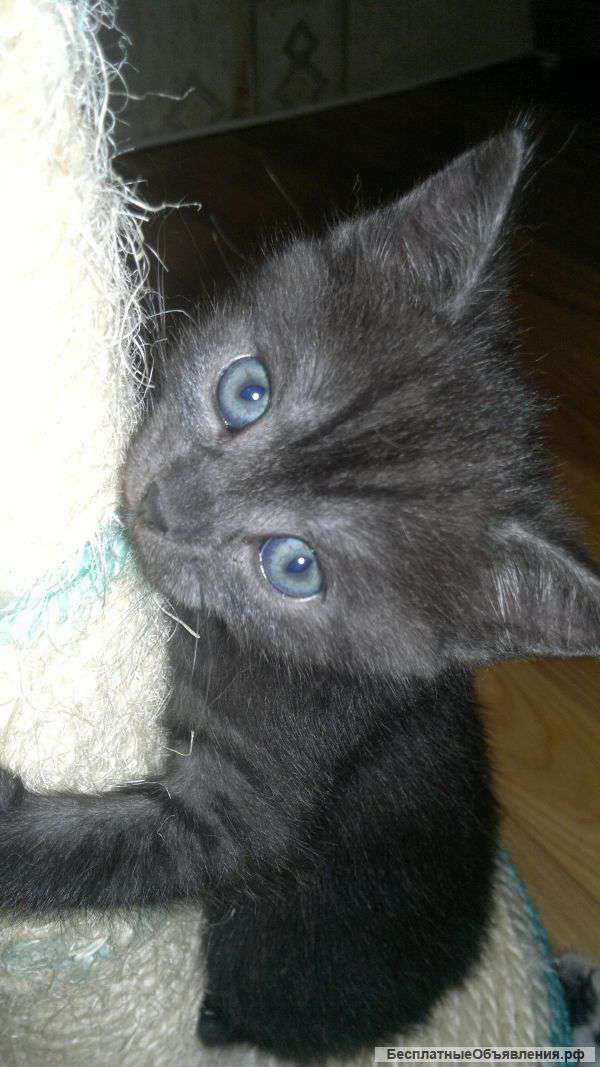 Британские котята