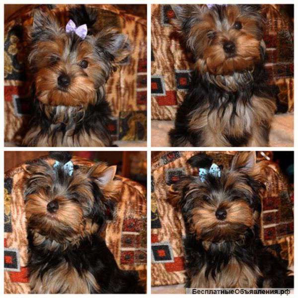 Щенки Йорка