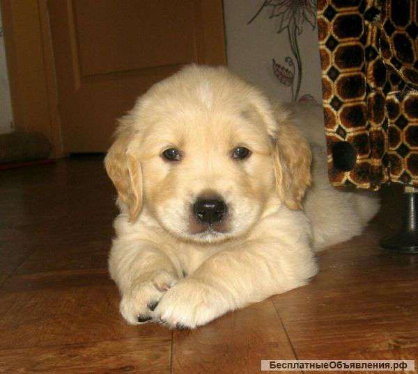 Твой лучший друг ждет тебя