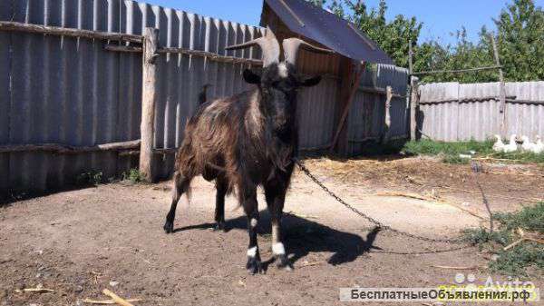 Козел на племя