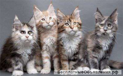 Котята мейн-кун