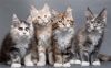 Котята мейн-кун