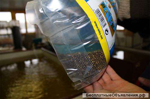 Икра оплодотворенная. Осетр, бестер, стерлядь