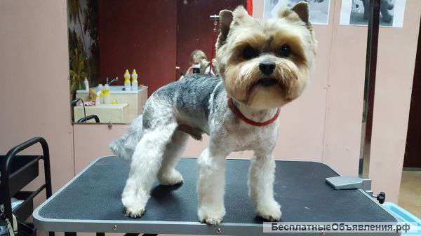 Стрижка собак и кошек