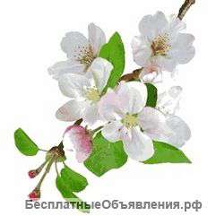Обрезка сада. Обрезка яблонь (груш, косточковых)
