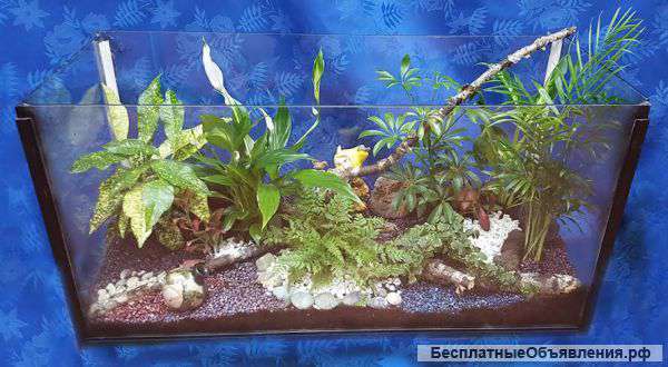 Уход за офисными растениями