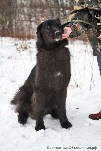 Ньюфаундленд Карбон в дар