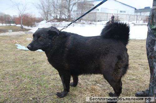 Пузатик Кеша в дар