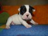 Прадам бульдожек