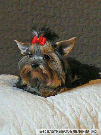 Йоркширского терьера подрощенная девочка 6 месяцев