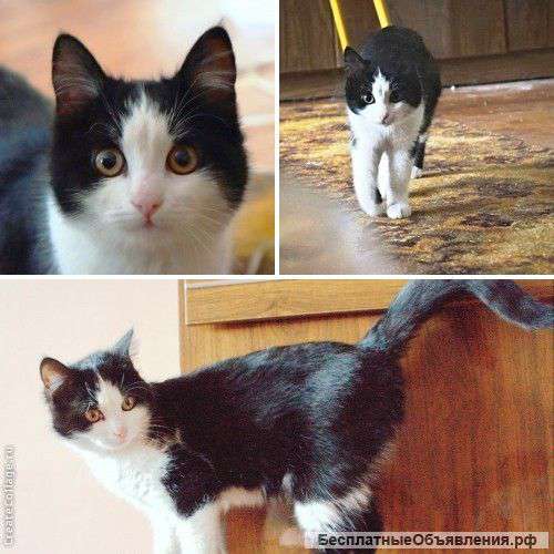 Отдам кошечку