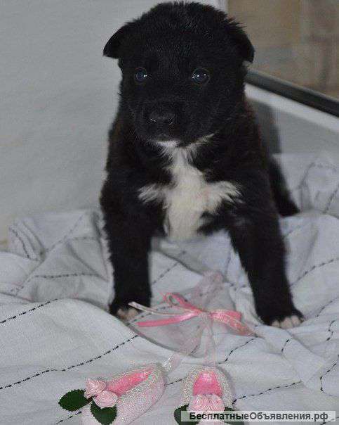 В хорошие руки щенки Очень нужен дом