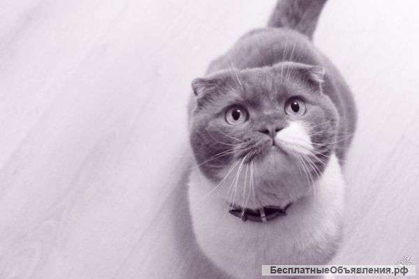 Приглашаем кошечек на вязку