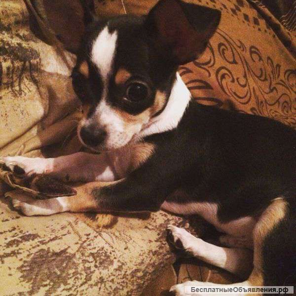 Чихуахуа (мальчик, 1 год)