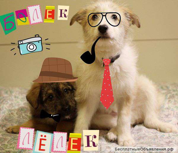 Братья-терьеры ищут дом и любящих хозяев