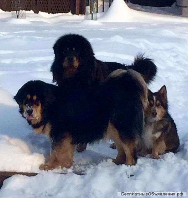 Очень породистые щенки Тибетских Мастифов