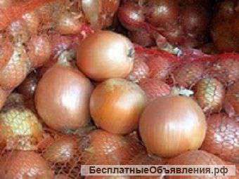 Лук репчатый