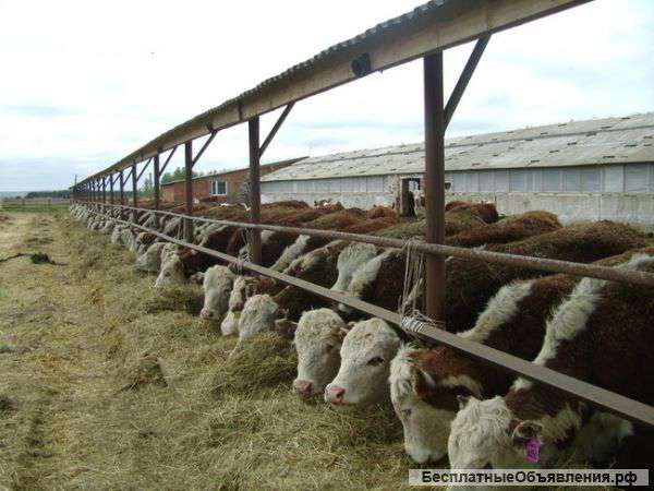 Куплю бычков