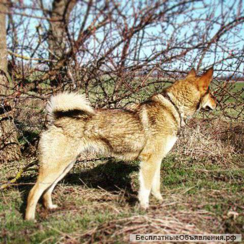 Щенки лайки западносибирской