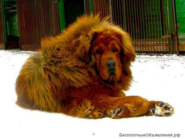 Щенки Тибетского мастифа