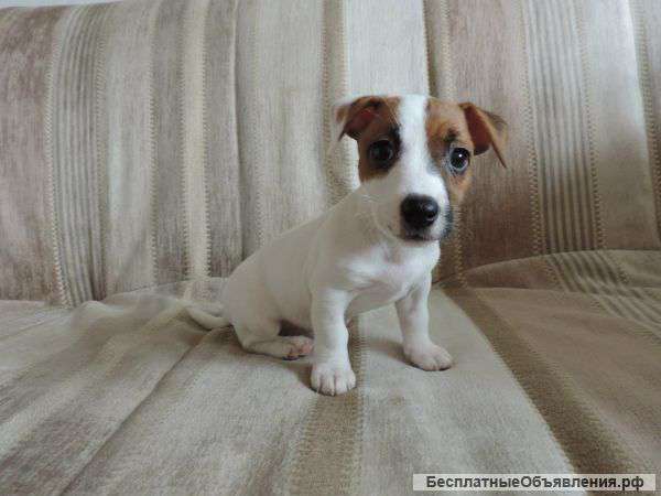 Щенки Джек Рассела терьера