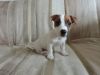 Щенки Джек Рассела терьера