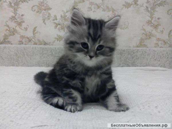 Шотландских котят