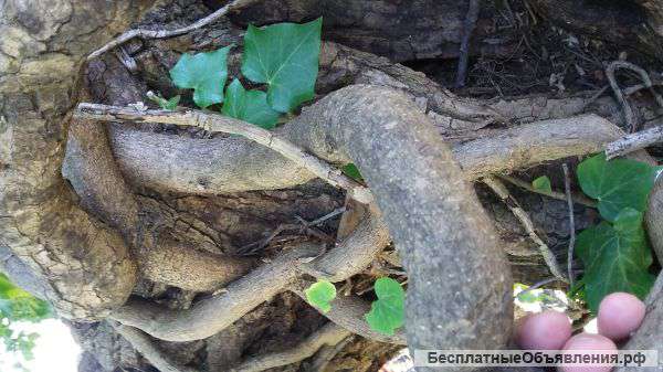 Экологически чистые продукты