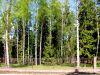 Земельные участки в лесу