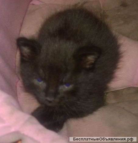 Котенок в добрые руки