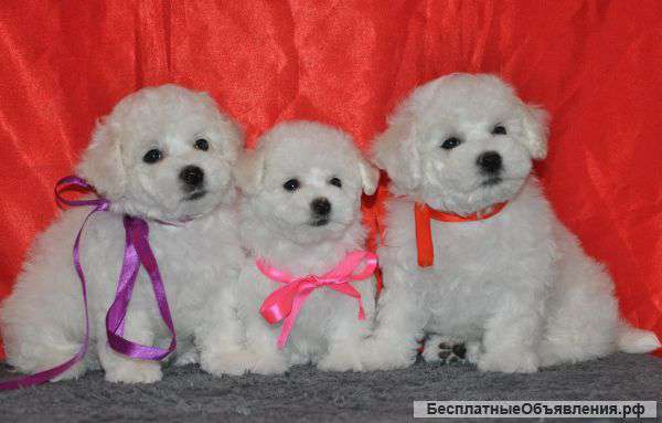 Три братика Бишонфризе