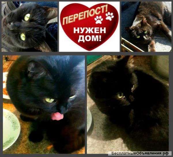 Очень нужен дом кошечкам,не дайте им погибнуть