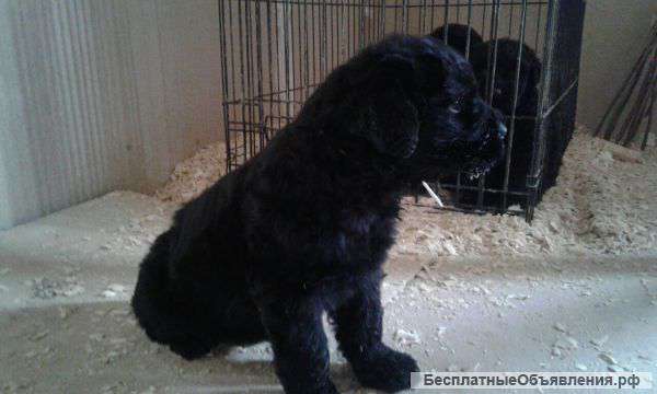 Черный русский терьер